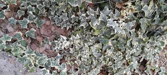 Image result for Hedera