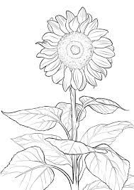 Sunflower Coloring Page For Kids Educative Printable Sunflower Coloring Pages Summer Coloring Pages Flower Coloring Pages