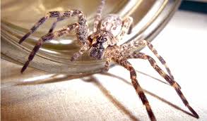 The spider chain offers an exciting fishing experience for anglers of all ability levels. The Myths And Facts Of Spiders Three Rivers Park District