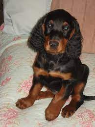 Our gordons are our family pets. Rosie Our New Gordon Setter Puppy Looking Cute At 8 Weeks Old Feb 2015 X Gordon Setter Setter Puppies Gordon Setter Puppy