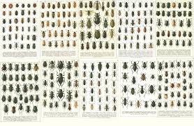 Image result for Dichilus