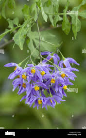 Image result for Solanum seaforthianum