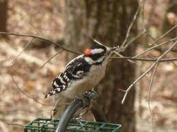 Woodpeckers Serve A Needed Purpose In Nature But When They Begin To Damage Your Home They Must Go Hgtv Garden Outdoor Diy Projects Woodpecker