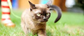 We established our breeding programme from personally selected burmese in australia. Burmese Cat Cat Breed Information Characteristics And Facts Pet Side
