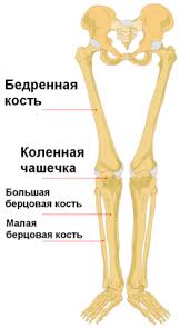 Its lower end helps create the knee joint. File Human Leg Bones Labeled Ru Png Wikimedia Commons