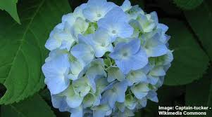 You can select your favorite blossom color since the azalea blooms will have faded before your hydrangea is flowering. 22 Types Of Hydrangeas Small Large With Their Flowers And Leaves Pictures