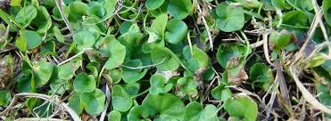 Image result for Dichondra