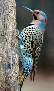 Birds With Yellow Feathers On Head Blue Blushing Faced Red Feathers At Low Back Of Head Woodpecker Spotted With Yellow Under Tailfeather S Nature Birds Colorful Birds Beautiful Birds