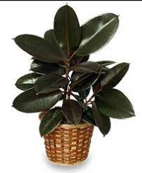 We did not find results for: Rubber Plant Black At Rs 200 Piece à¤°à¤¬à¤¡ à¤• à¤ª à¤§ à¤°à¤¬à¤° à¤ª à¤² à¤Ÿ Dream Green Chennai Id 19739775855
