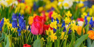 Free delivery and returns on ebay plus items for plus members. Spring Flowering Bulb Planting Flower Power
