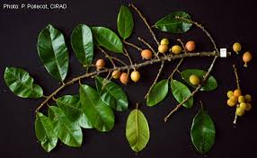 Image result for Pouteria altissima