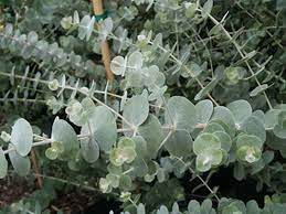 Silver Drop Eucalyptus Plants Australian Native Flowers Wholesale Flowers