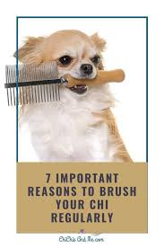 Slicker brushes are ideal for most it's a good option if your pet generally dislikes brushing. 7 Very Important Reasons You Should Brush Your Chihuahua Regularly Chihuahua Chihuahua Facts Natural Bristle Brush