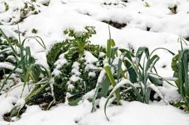 Seasons are periods in a year marked by specific weather conditions, temperatures and length of day. Winter Season Vegetables Tips On Growing Food Through The Cold Season