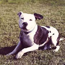 Health issues that affect the pit boxer mix About Pit Bulls Health Information Petcarerx