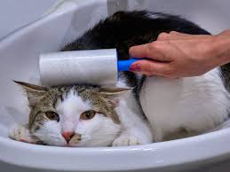 This is great if your pet is shedding a lot of hair on your furniture. The Best Lint Rollers For Pet Hair
