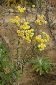 Image result for Helichrysum foetidum