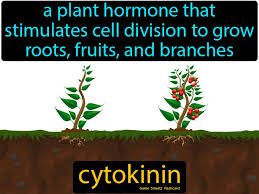 Plant hormones cytokinin cell division. Cytokinin Easy Science Easy Science Stem For Kids Science Memes