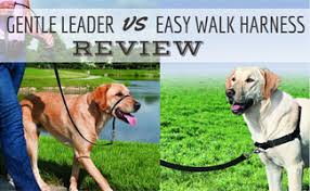 gentle leader vs easy walk harness which should you pick