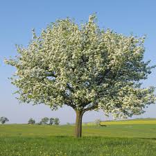 Growing A Pear Tree In Your Home Garden