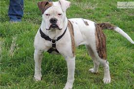 Brickhouse American Bulldogs Of Central California American Bulldog Puppies American Bulldog Bulldog Puppies