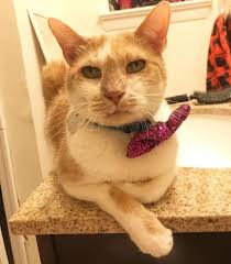 Fluoxetine is a prescription behavior modifying medication used in dogs and cats to treat several behavioral disorders including aggression in dogs and anxiety. How I Get My Cranky Anxiety Ridden Old Man Cat To Take His Damn Prozac Rachael Dickzen