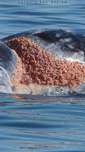 Parásitos en ballenas