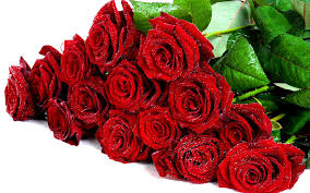 Check spelling or type a new query. Mazzi Di Rose Rosse Consegna A Milano E Roma In Giornata