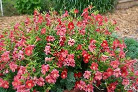 Image result for Mimulus
