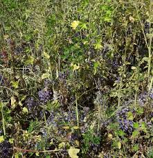 Image result for Englerina woodfordioides