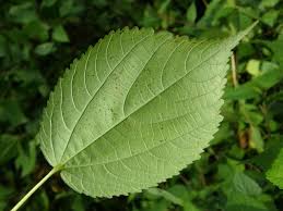 Image result for Triumfetta annua