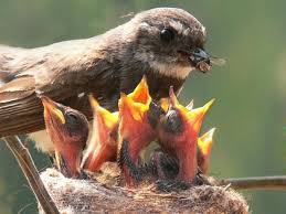 What Can I Feed A Wild Baby Bird How To Feed An Orphaned Baby Bird
