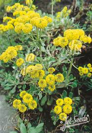 Image result for Eriosema pumilum