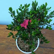 873 likes · 6 talking about this. Jual Tanaman Hias Azalea Bunga Ungu Berkualitas