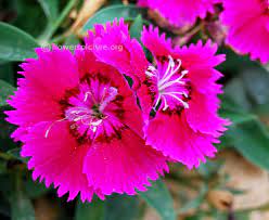 Carnation Bicolor Dianthus Orchid Varieties Carnations Rose Varieties