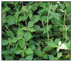 Image result for Cyathula