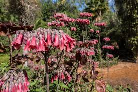 Image result for Kalanchoe daigremontiana