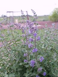Image result for Nepeta × faassenii