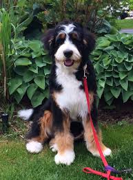 Since 2007, cedar creek bernedoodles have been breeding and raising bernedoodle puppies in the foothills of the sierra nevada in northern california. Blizzard Bernedoodle 8 Months Old Bernedoodle Bernedoodle Puppy Puppies