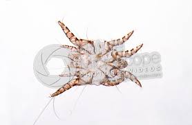 Image result for what do otodectes cynotis look like in dog fur