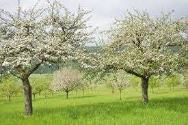 Best Time For Spraying Trees When To Spray Fruit Trees
