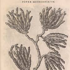 Image result for Xylopia wilwerthii