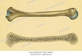 And the bone marrow.the femur is the thigh bone, the longest bone in the body. Structure Of A Long Bone Humerus Section Human Body Drawing Stock Photo Picture And Rights Managed Image Pic Dae 10209120 Agefotostock