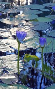 Image result for Nymphaea heudelotii