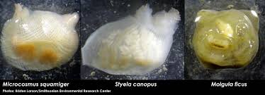 Image result for Scleria arcuata