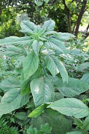 Image result for Amaranthus blitum