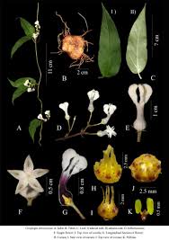 Image result for Ceropegia abyssinica