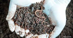 Maybe you would like to learn more about one of these? Worm Castings Benefits Uses Tea Organic Solutions