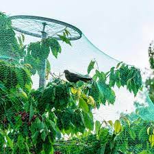 To make your property stand out from neighboring land, entice the deer with something sweet like fall fruit. Buy Green Anti Bird Protection Net Mesh Garden Plant Netting Protect Plants And Fruit Trees From Rodents Birds Deer Poultry Best For Seedlings Vegetables Fruit Bushes Reusable Fencing 13 2wx33l Ft Online In Vietnam B075df3wj5