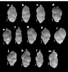 Image result for Dissotis peregrina